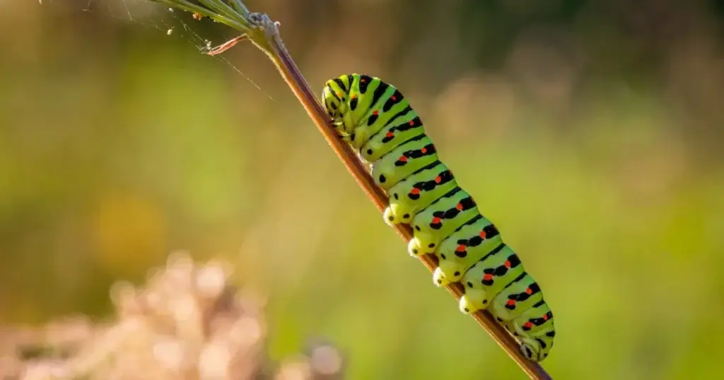 Florida Caterpillars 1