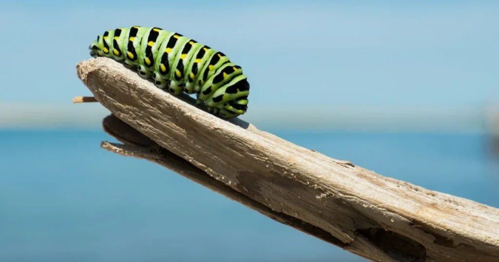 Florida Caterpillars