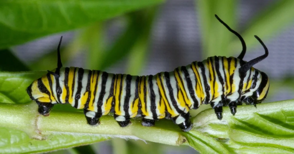 Florida Caterpillars: 10 Fascinating Facts You Didn’t Know