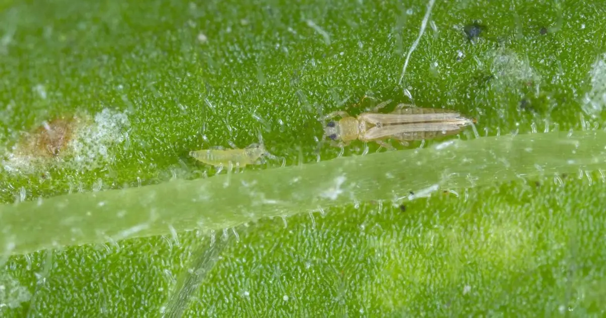 Thrips on plants