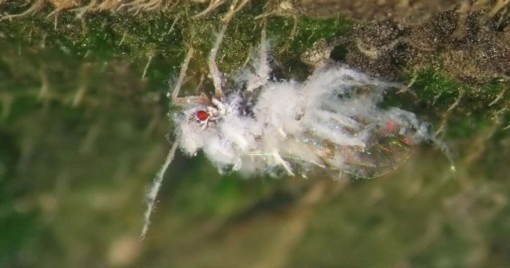 Woolly Aphids 2