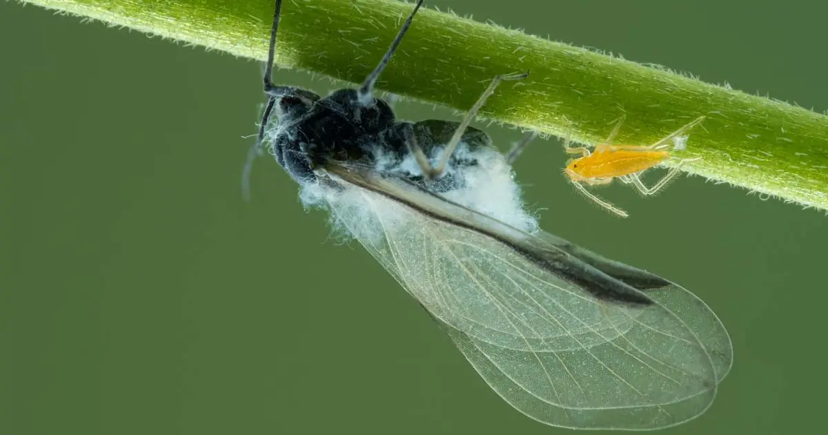 Woolly Aphids