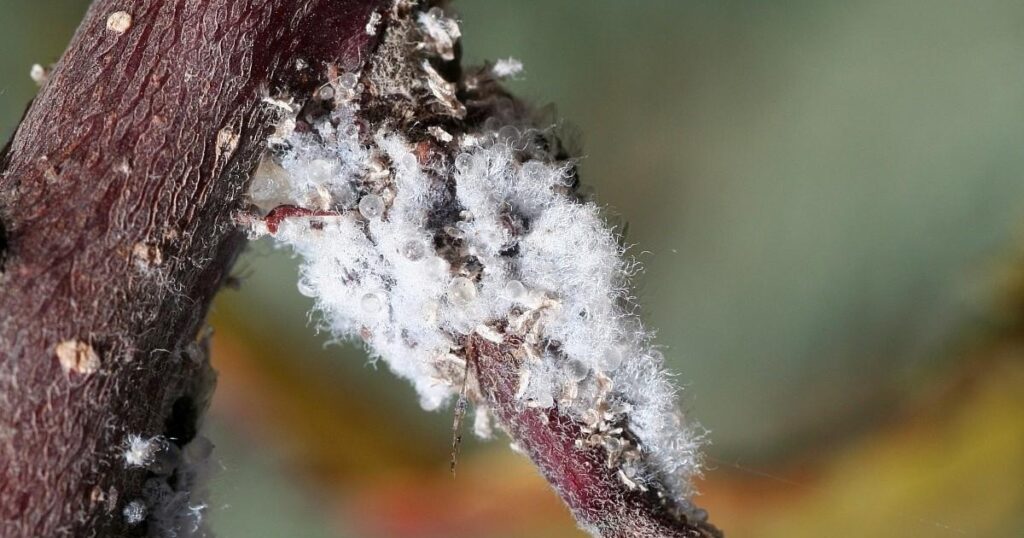 woolly aphids 1