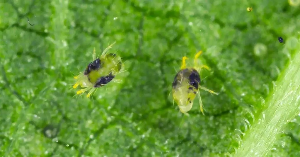 Spider Mites on Plants? 10 Signs to Watch For