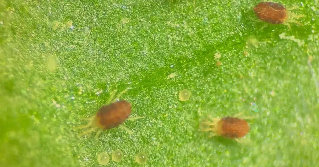spider mites on plants 4
