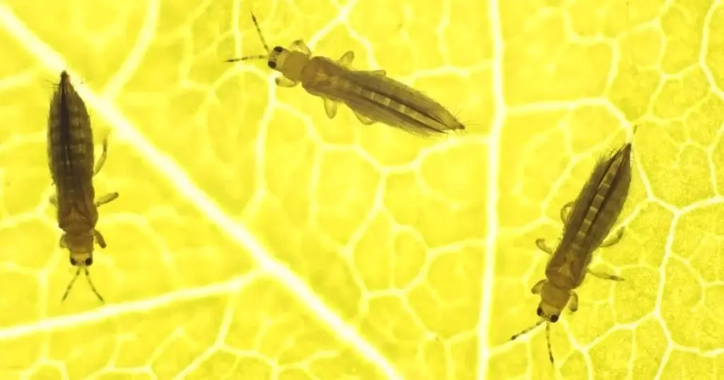 thrips on plants 2