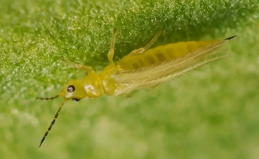 thrips on plants 3