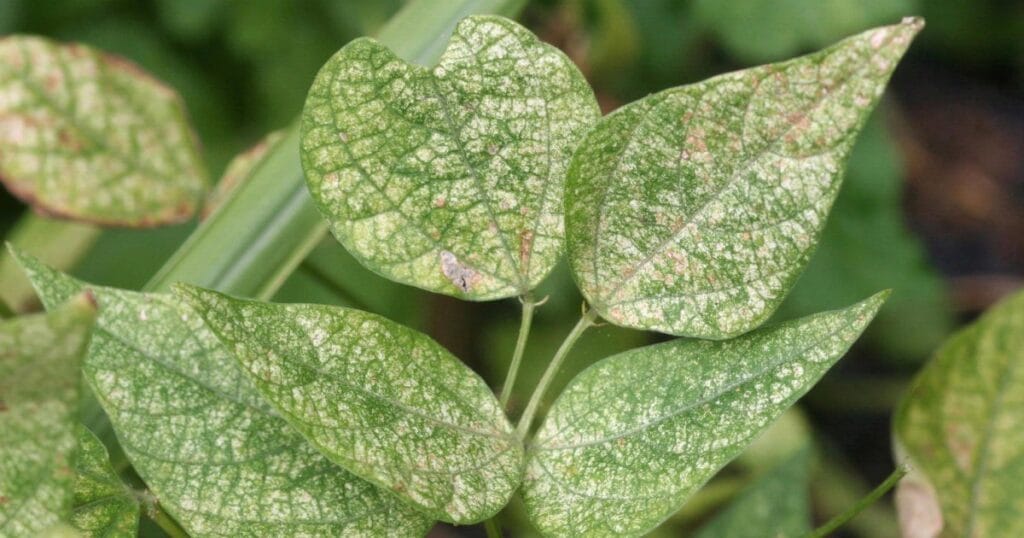 spider mites 1