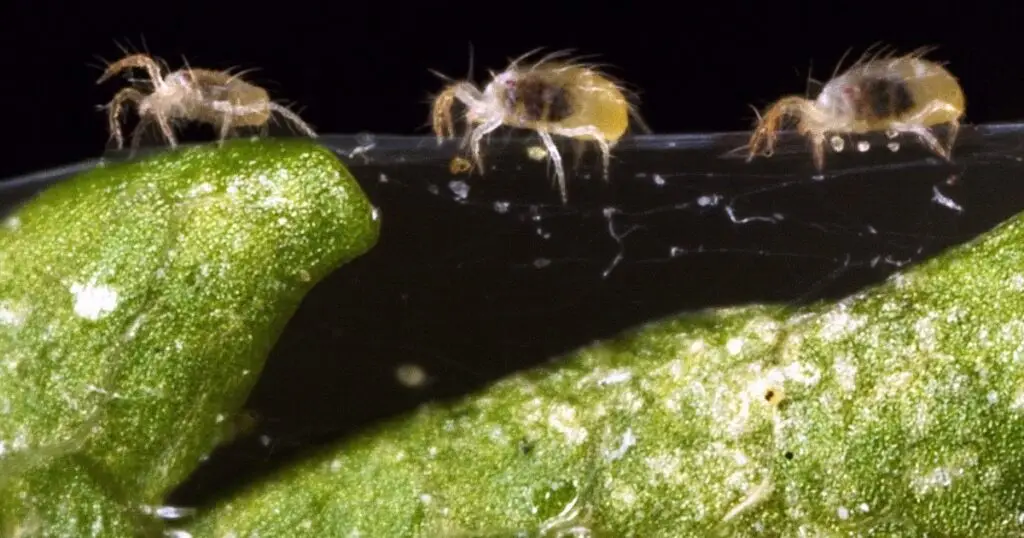 Spider Mites: 7 Essential Tips for Complete Victory with IPM