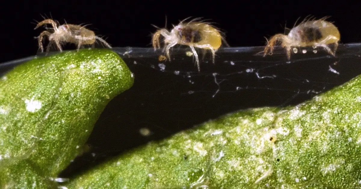 spider mites