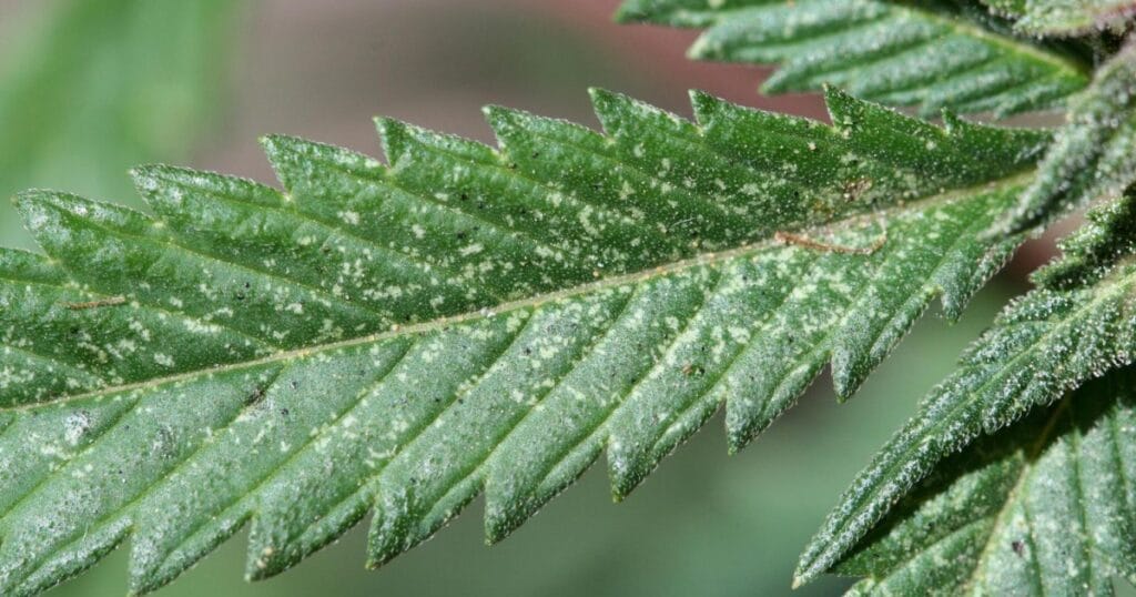 spider mites 3