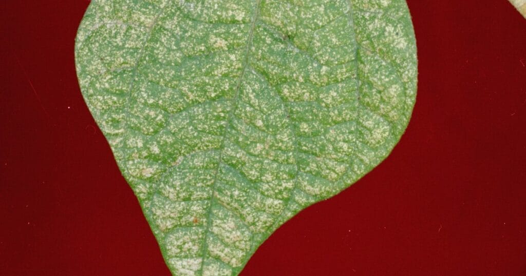 spider mites 4