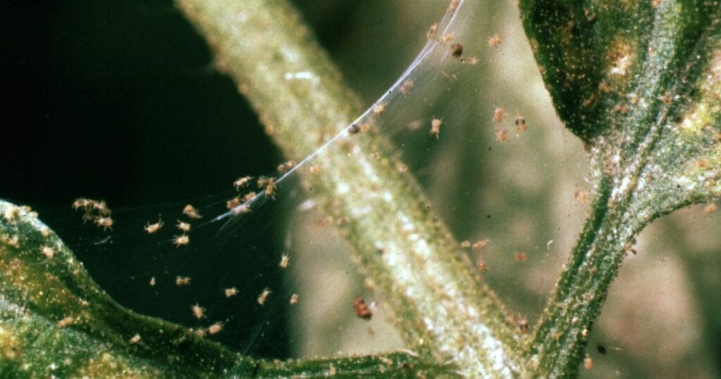 spider mites 5